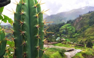 San Pedro – Sacred Plant Medicine – What’s it all about 