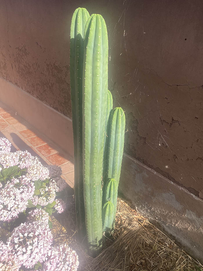 san-pedro-cactus